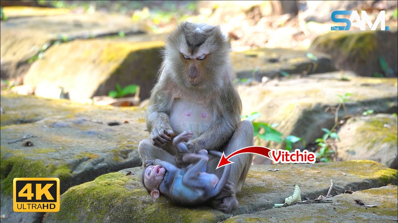 Adorable_____! Baby Monkey Vitchie Run TO Get Bless From Grandma Khara | 4K
