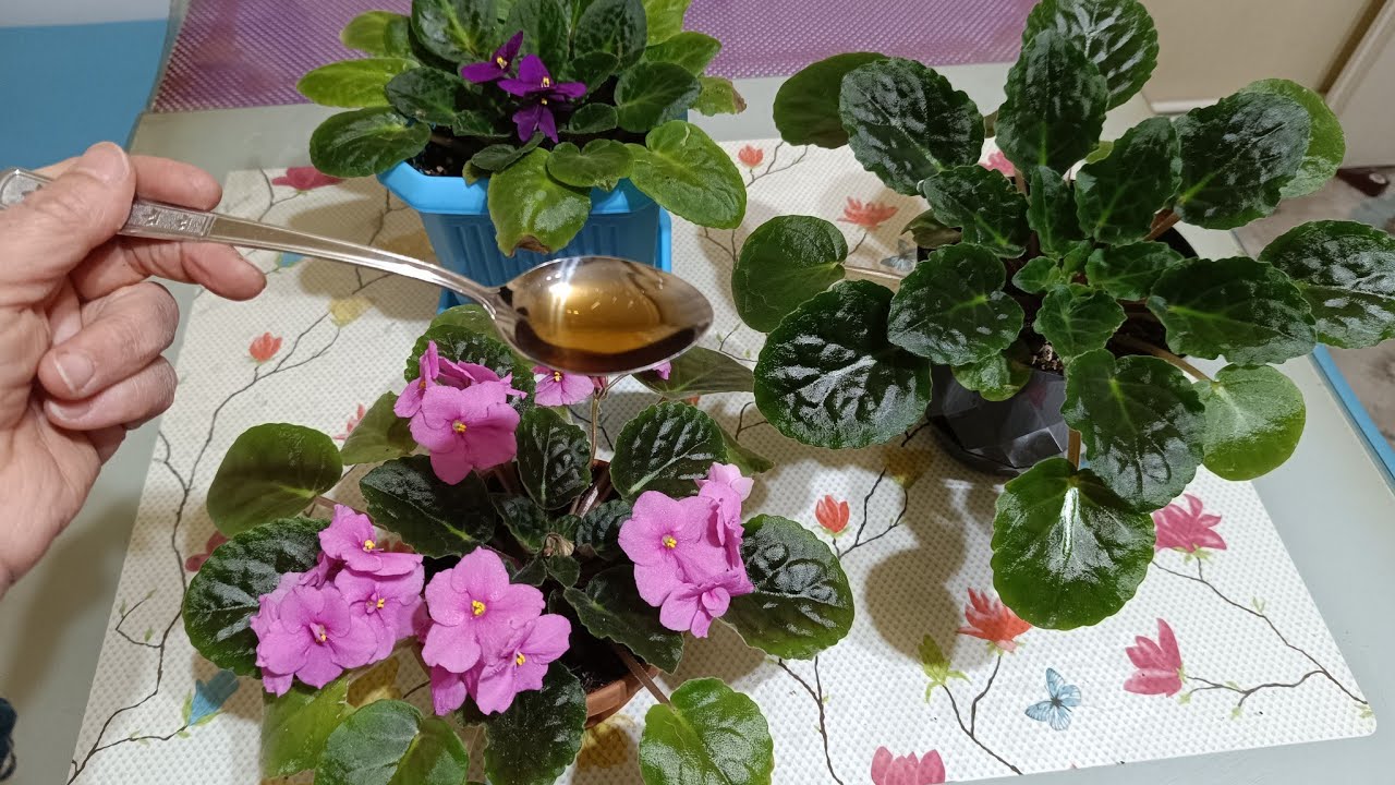 MENEKŞE BAKIMI 🌿 MENEKŞELER HEMEN ÇİÇEK AÇTI 💯 BU KÜRLE MENEKŞELER COŞTU