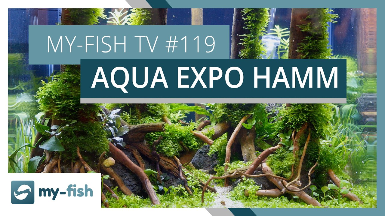 Das war die Aqua EXPO in Hamm 2026 | my-fish TV #119