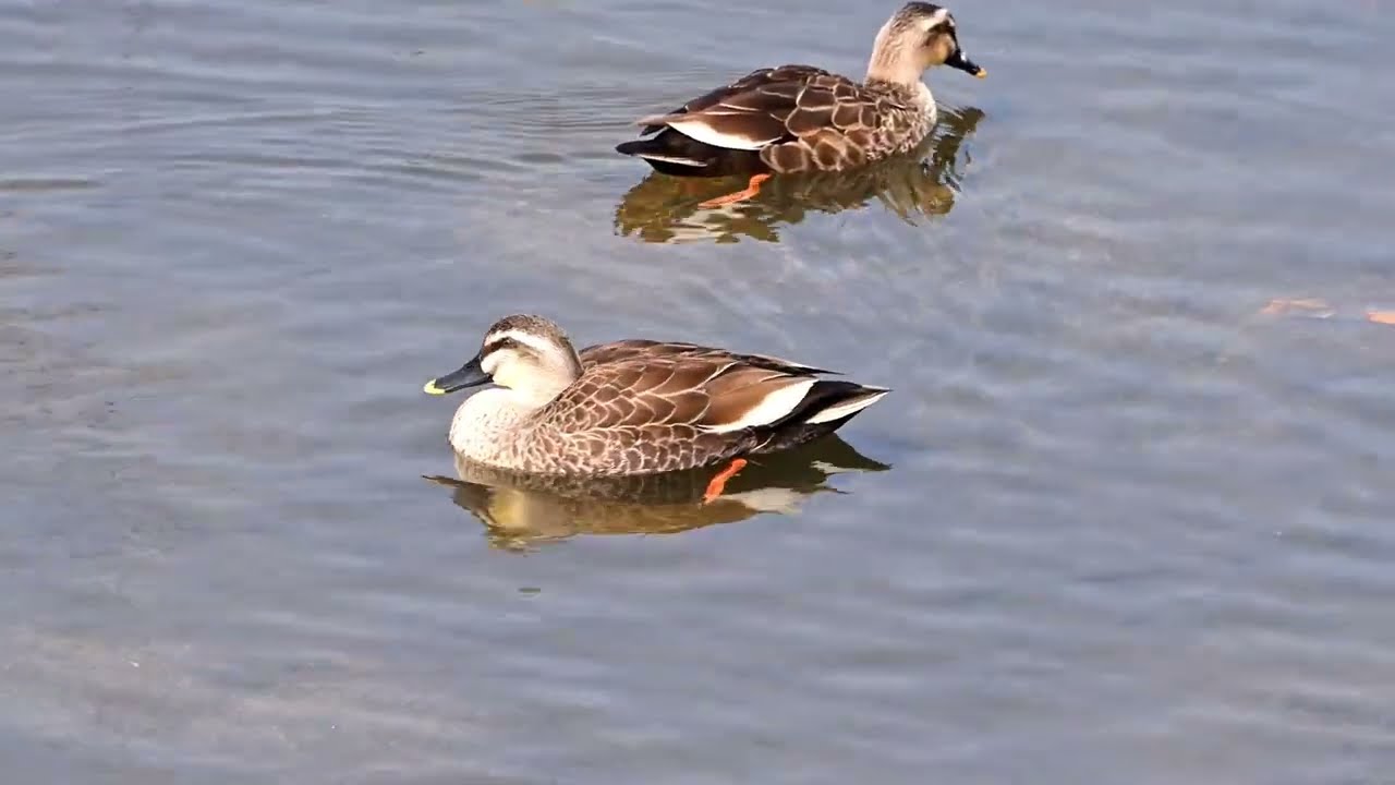 2026年3月7日加茂町！今日のカルガモ達🦆🦆🦆