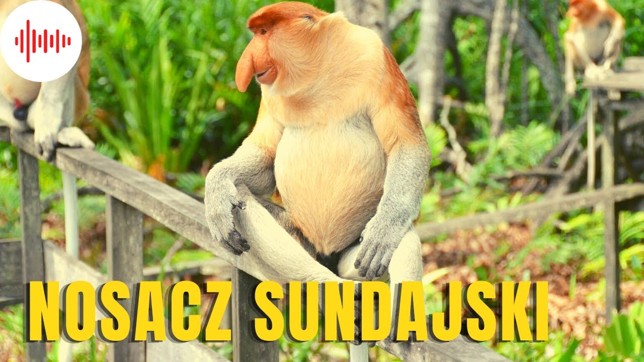 Nosacz Sundajski. Odgłosy Nosacza. Dźwięki Nosacza. Odgłosy jakie wydaje Nosacz Sundajski.