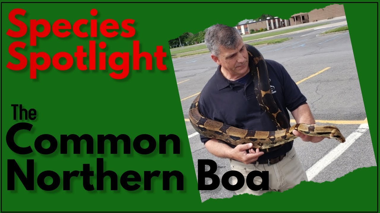 Talkin' Reptiles: Species Spotlight The Common Northern Boa