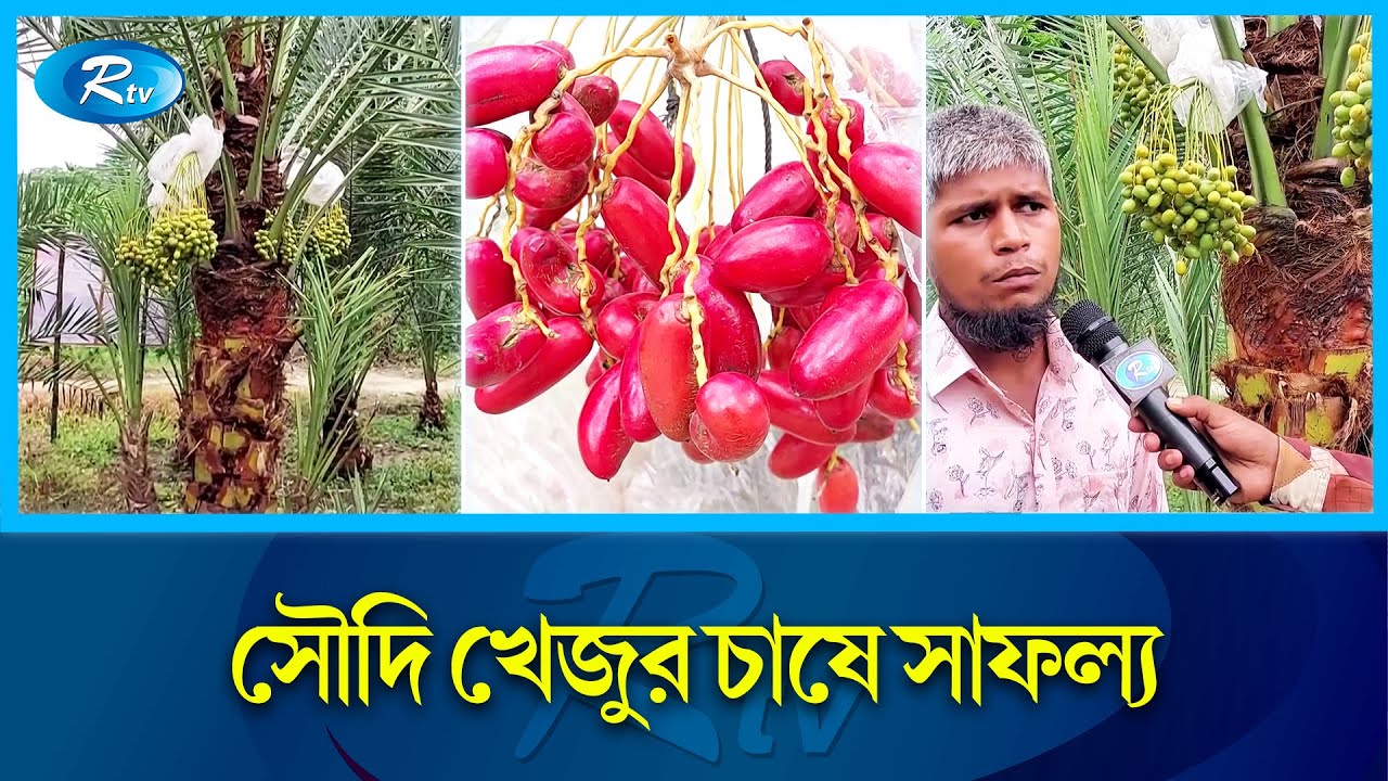 সৌদি খেজুরের চারা বিক্রি করে বাৎসরিক আয় পাঁচ থেকে সাত লাখ টাকা! | Shariatpur | Rtv News