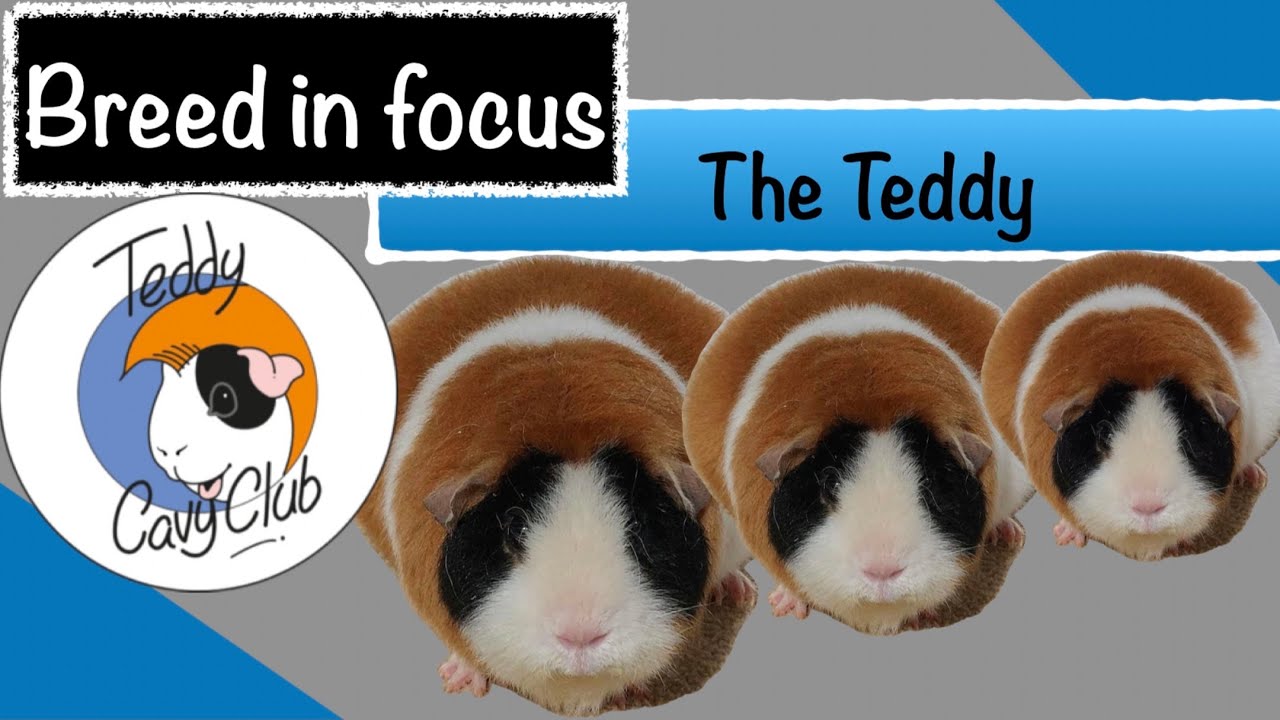 Breed in Focus:  The Teddy Guinea Pig - A guide to breeding and exhibiting Teddy Cavies