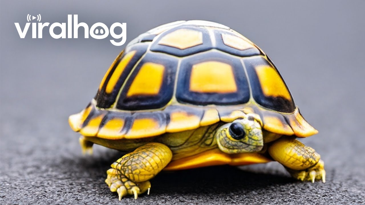 Roadside Rescue: Turtle's Life Saved by Helpful Stranger