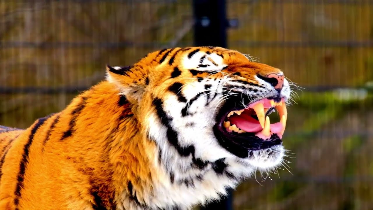 Massive Tiger Up Close at Adventure Africa 🐅🔥
