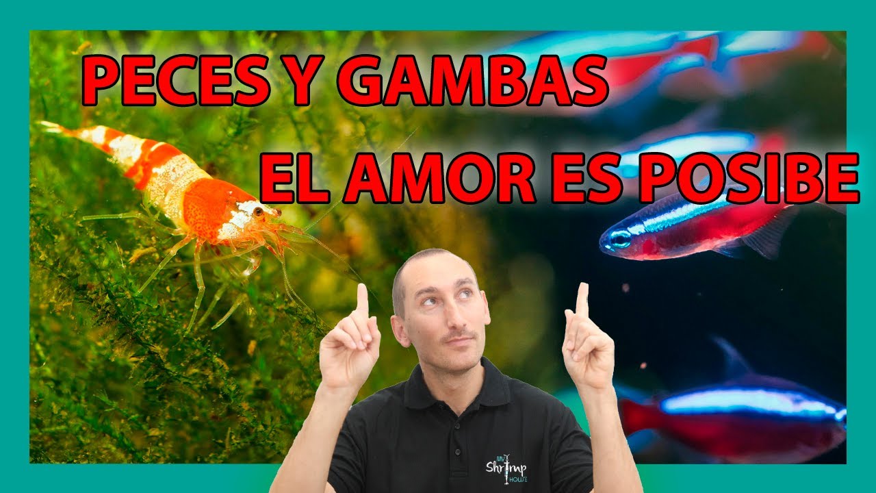 Peces y Gambas en un ACUARIO JUNTOS.