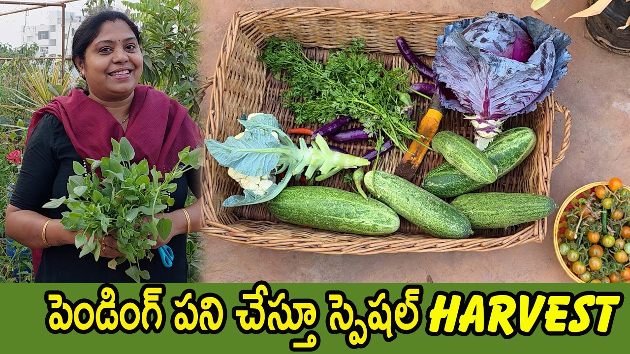 .ఈ మాత్రం ప్లాన్ ఉండాలిగా |  మరి మీరు కూడా ఇంతేనా ? పెద్ద TUBను ఇలా వాడుకోబోతున్నా| tth|