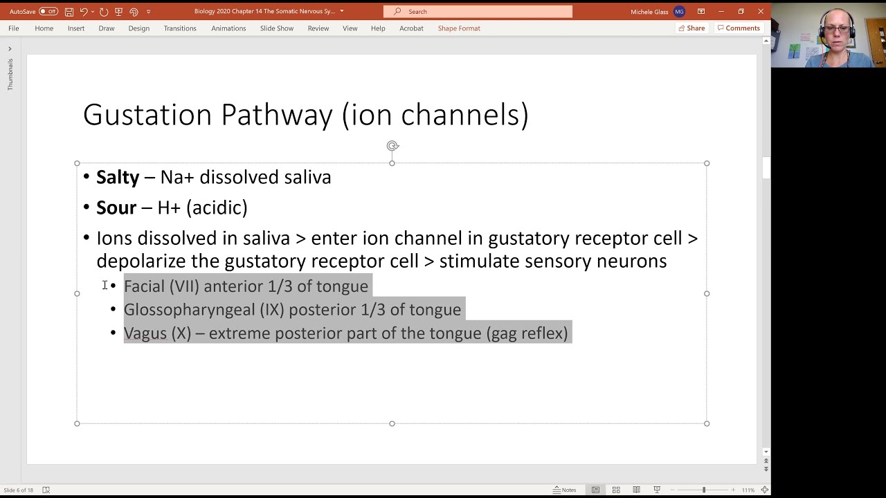 Biology 2020 The Somatic Nervous System Gustation (Video 3)