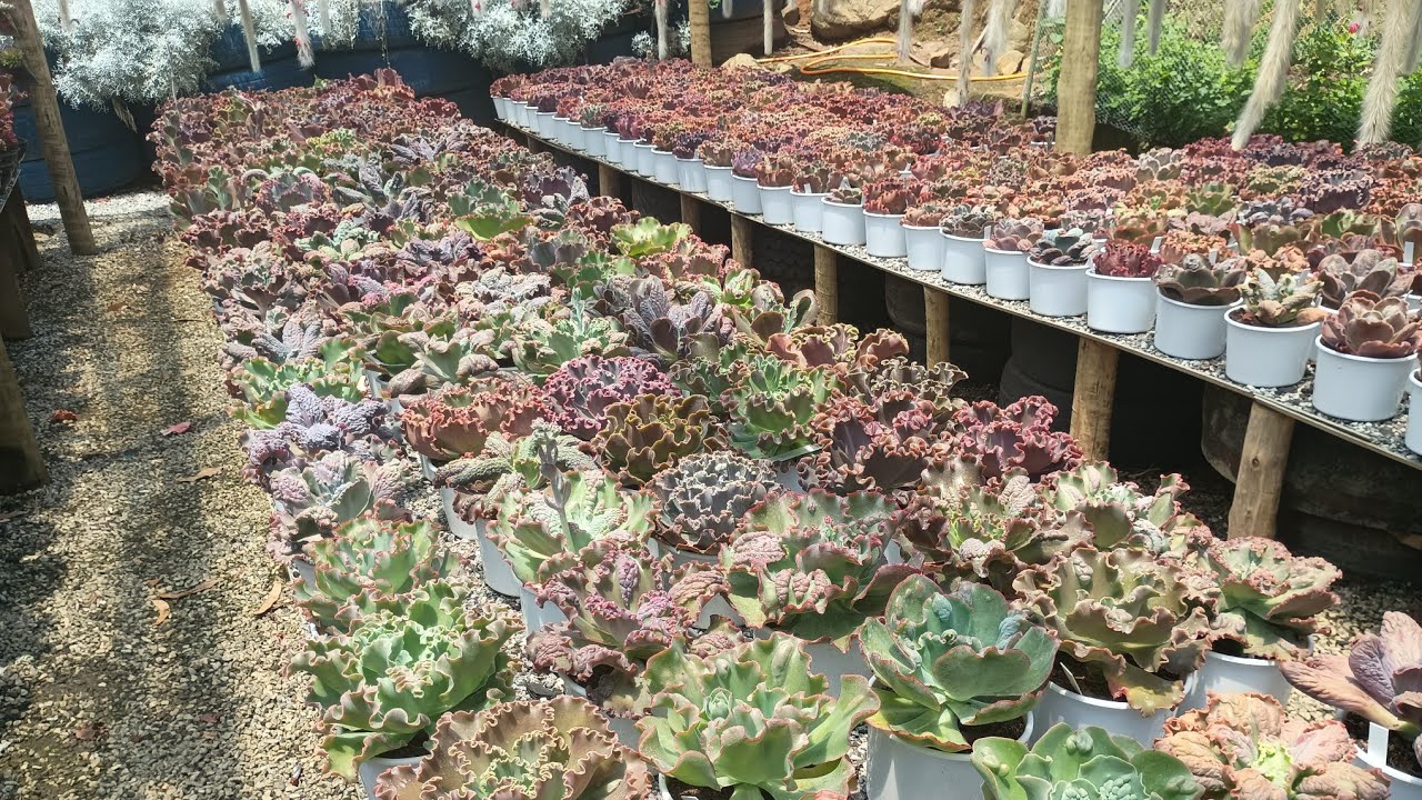 Gibifloras dos potes brancos e suas ids