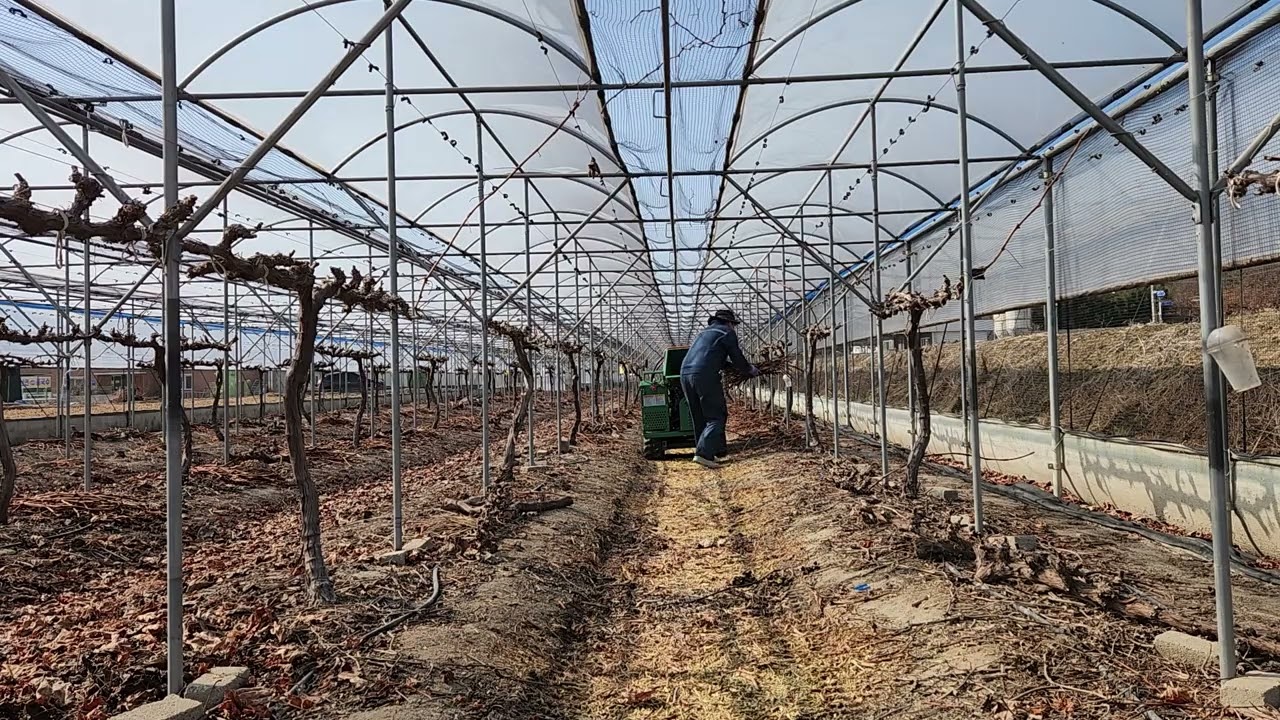 포도밭 전정 후 포도가지 파쇄작업 멍때리기 2026년 3월 1일 #포도 #파쇄 #영농부산물