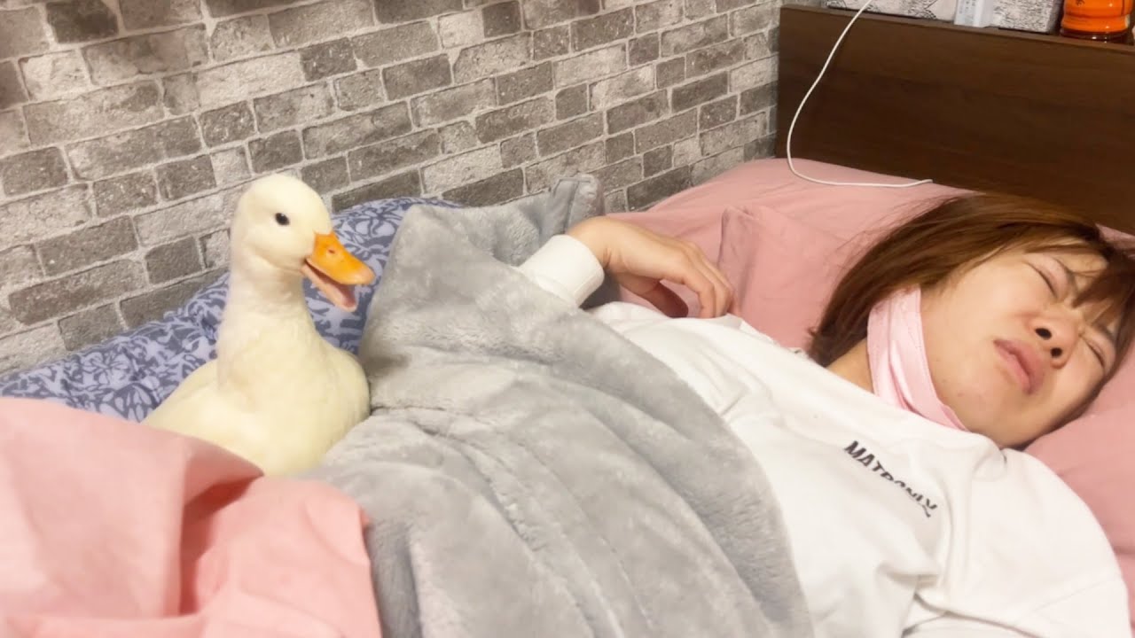 コールダックねぎま王子がママを起こします！