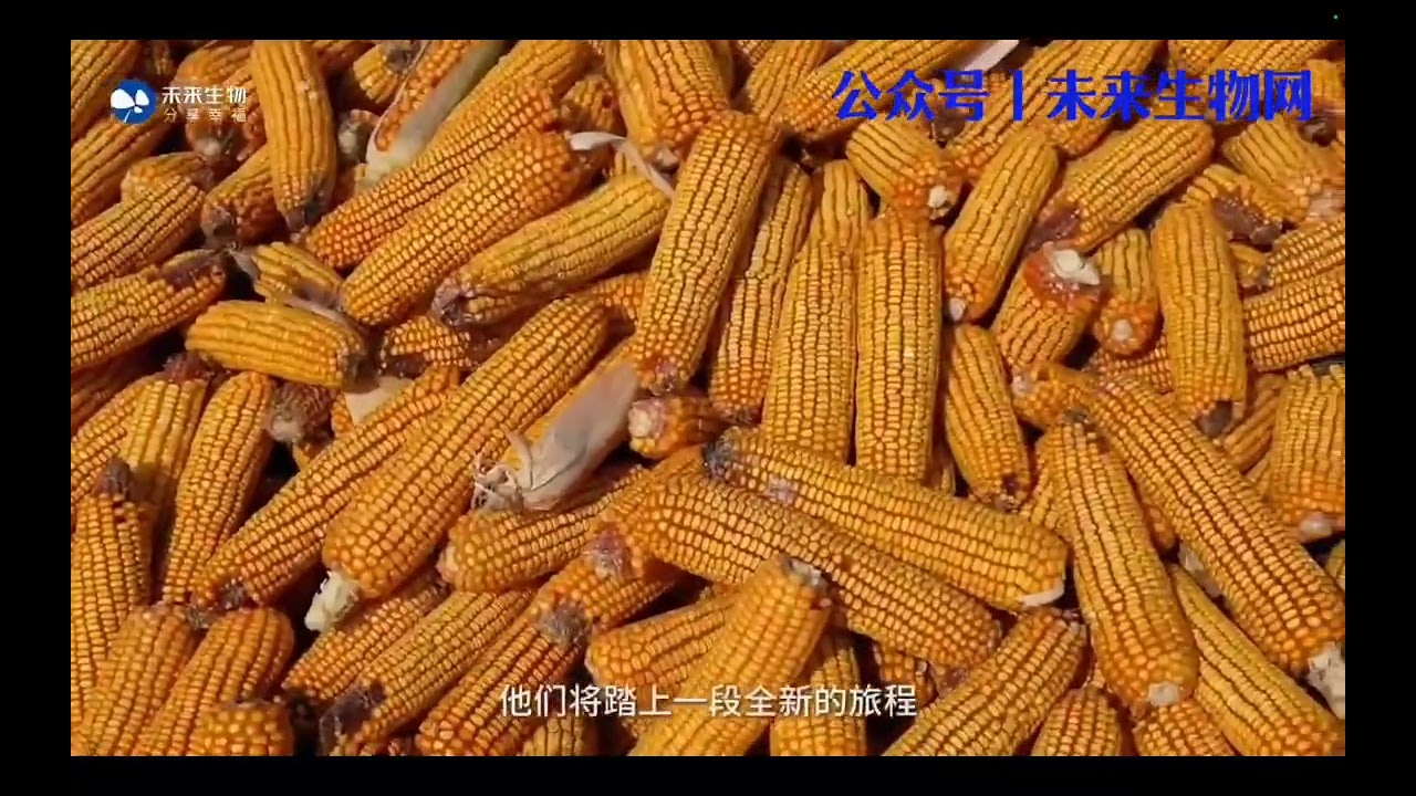 玉米胚芽到SUDOKU Maize germ to SUDOKU