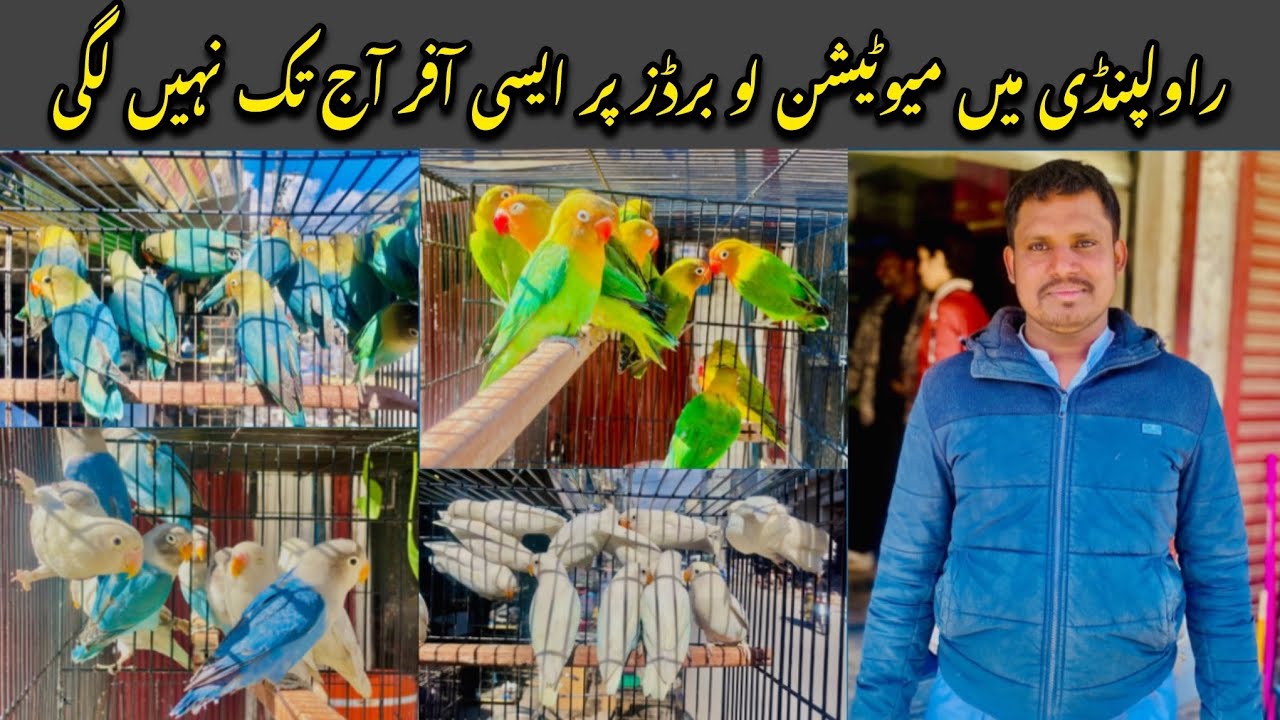 Ak pair free ||Lovebirds pr bari offer || College road rawalpindi #viralvideos #bird #parrot