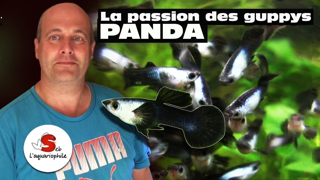 Les guppys panda . Nicolas éleveur amateur de guppy de selection