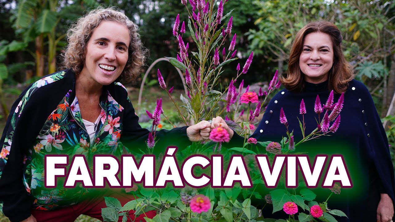 PLANTAS E SAÚDE - RELÓGIO BIOLÓGICO DOS ÓRGÃOS DO @refugiodasaromaticas | Nô Figueiredo