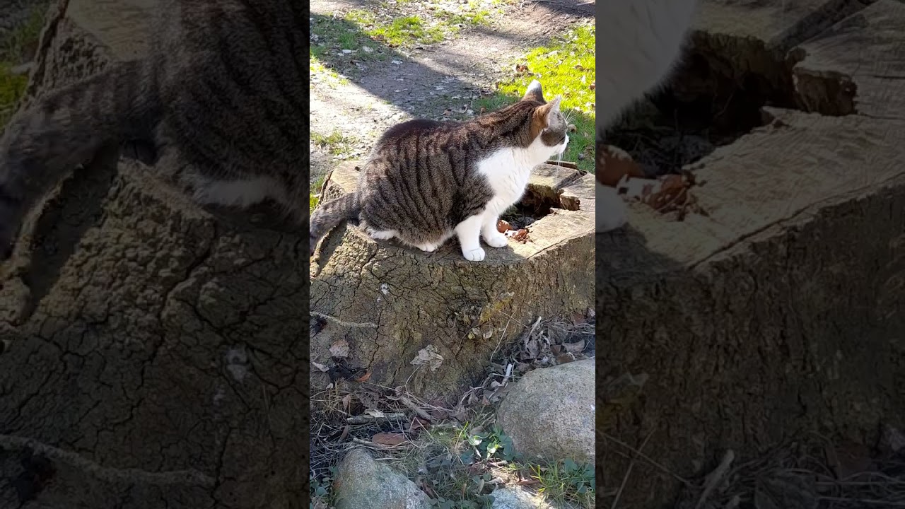 LuCa back in His Yard (5)*: I&rsquo;m all keyed up! 😺😎😸 #lucalive #Luca #cute #cat #watchcat #kater #gatto