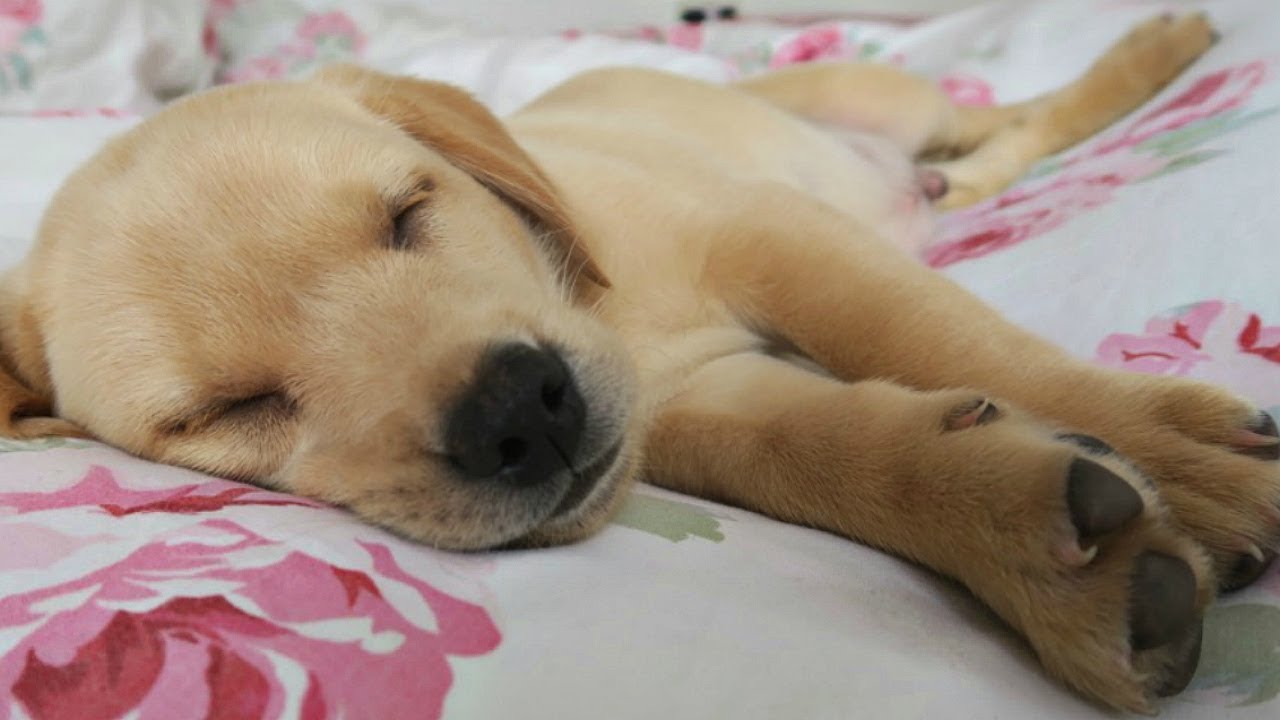 PUPPY'S FIRST DAY AT HOME!
