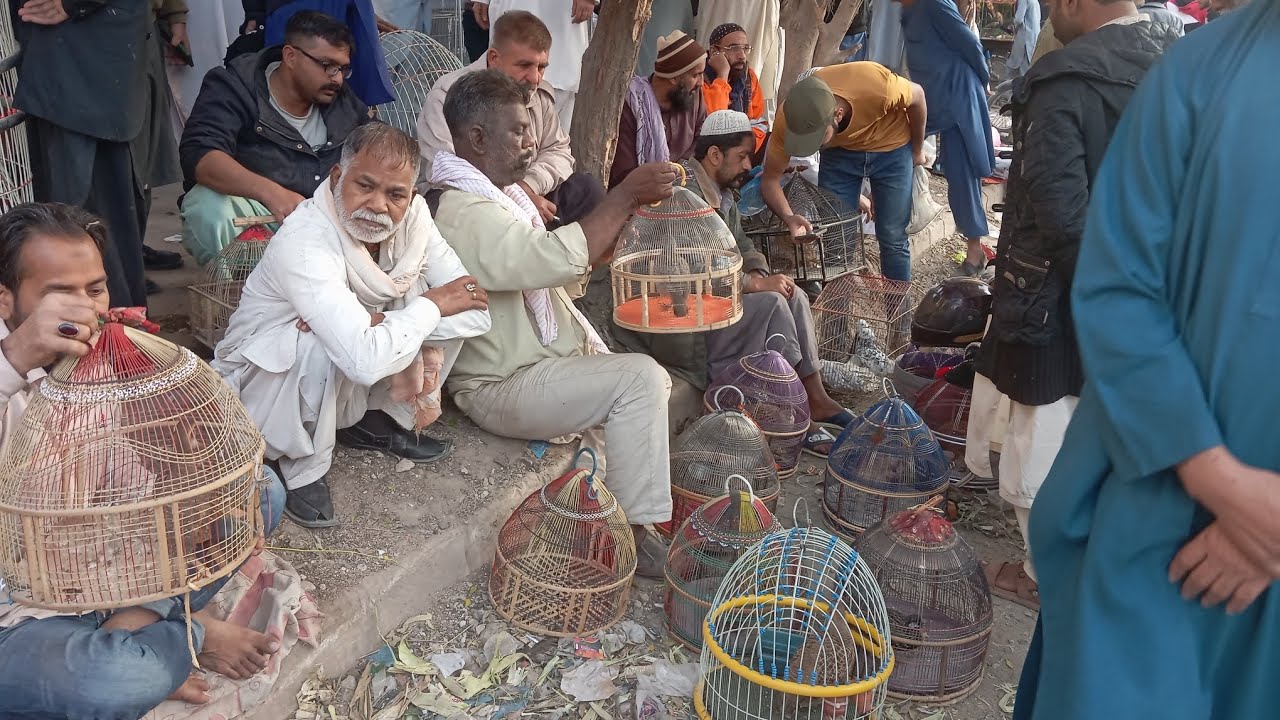 Lalukhet Teetar Mandi Live 05-12-2024| لالو کھیت تیتر منڈی کی براہ راست کوریج عمران حسین کے ساتھ