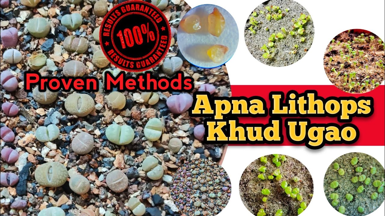 The Ultimate Guide: Grow Lithops from Seeds  / Lithops Seeds Germination / Lithops @dressygarden