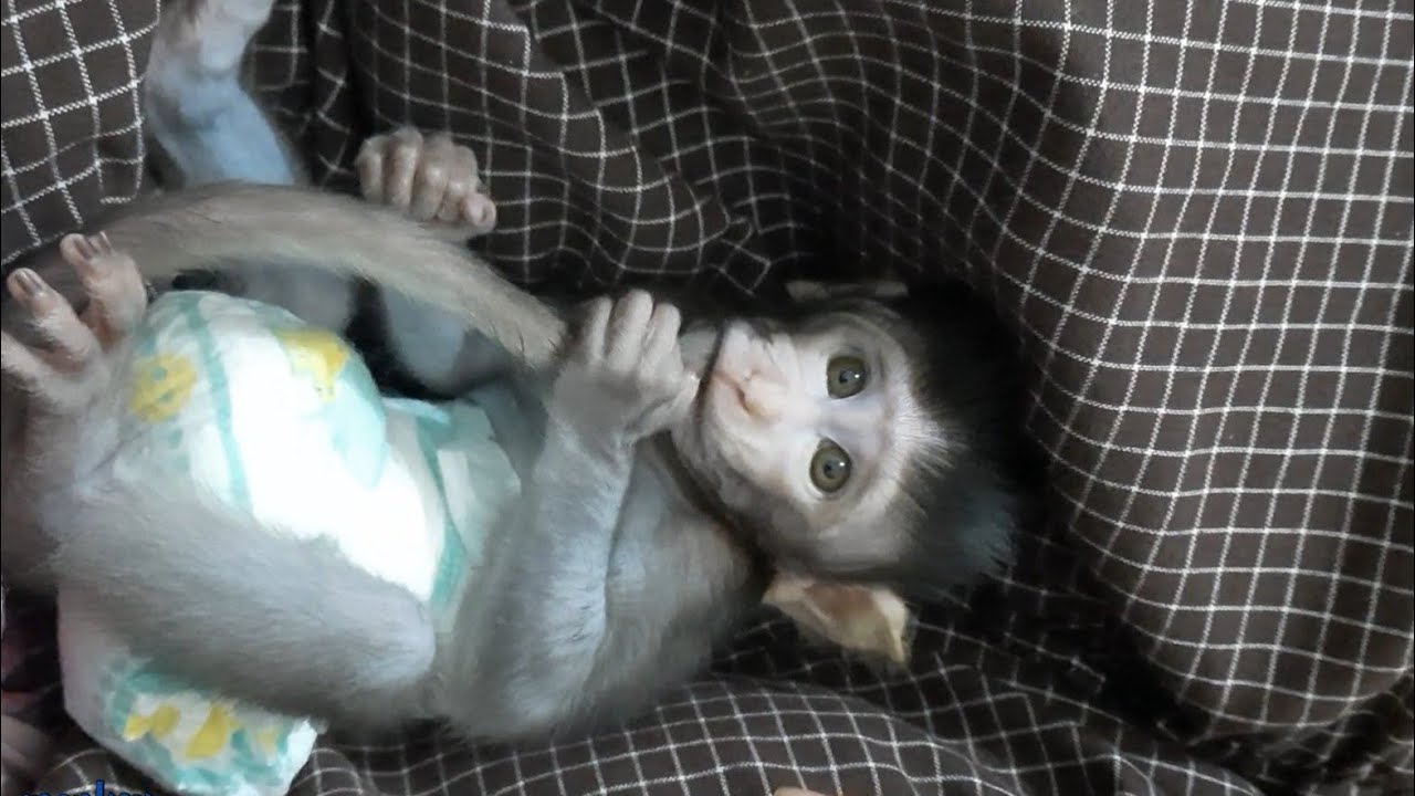 MOMOCU MAKAN EKORNYA