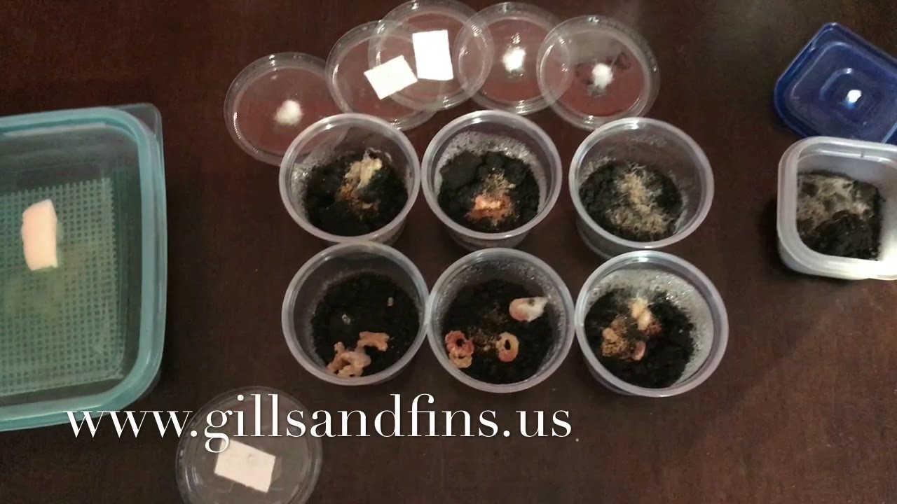 Grindal Worms Feeding, Harvesting and what to look for