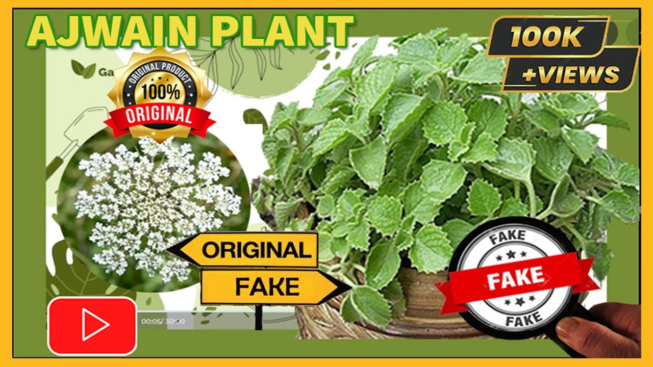 How to Grow AJWAIN PLANT, Ajwain Plant Care Tips | FAKE AJOWAN SEED'S SMELL अजवायन के पौधे की सच्चाई