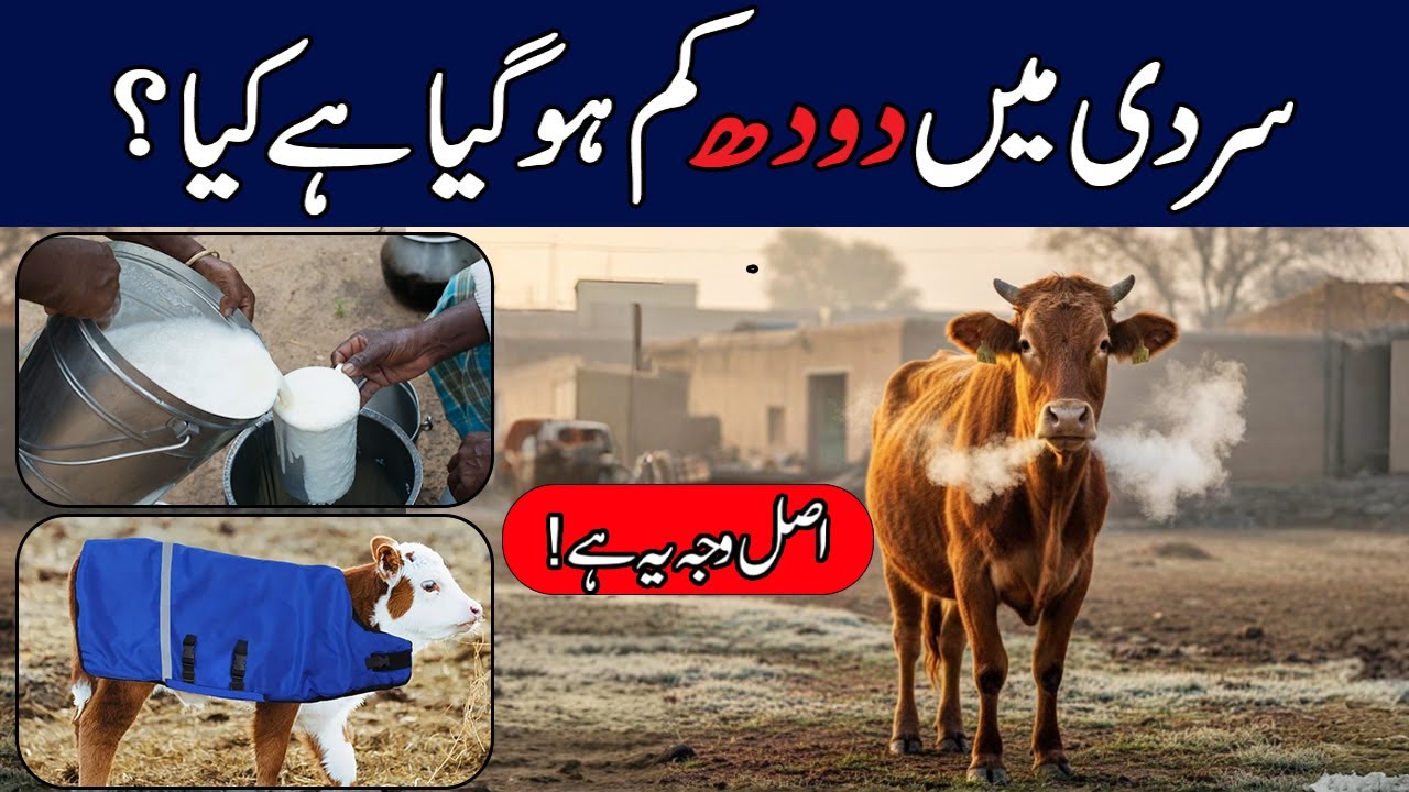 سردی میں دودھ کم؟ 5 آسان حل جو ہر ڈیری فارمرکو جاننا چاہے