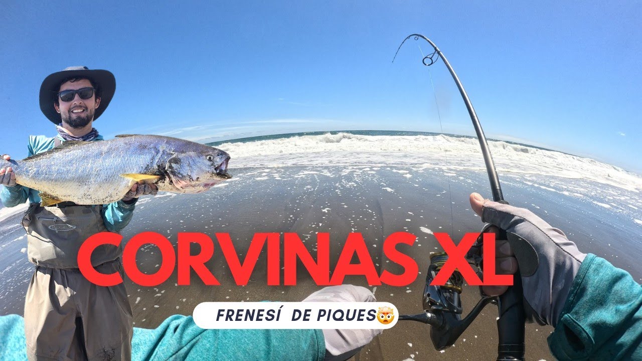 Llegué justo al FRENESÍ de Corvinas 🤯💪 salen y salen las CHANCHAS 🐖 en nuestras costas 🤯