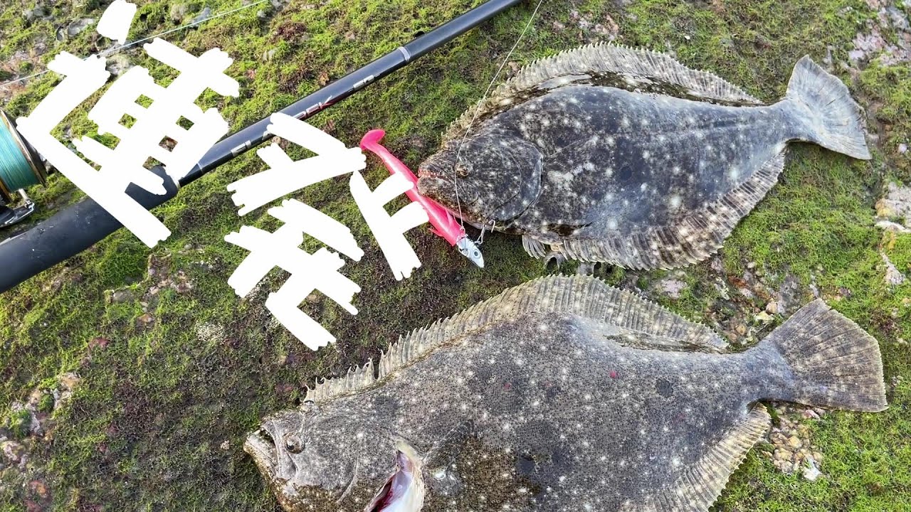 ヒラメハイシーズンがキタ！日中このタイミングで連発　岡山ヒラメ釣り＠釣りに行こうか