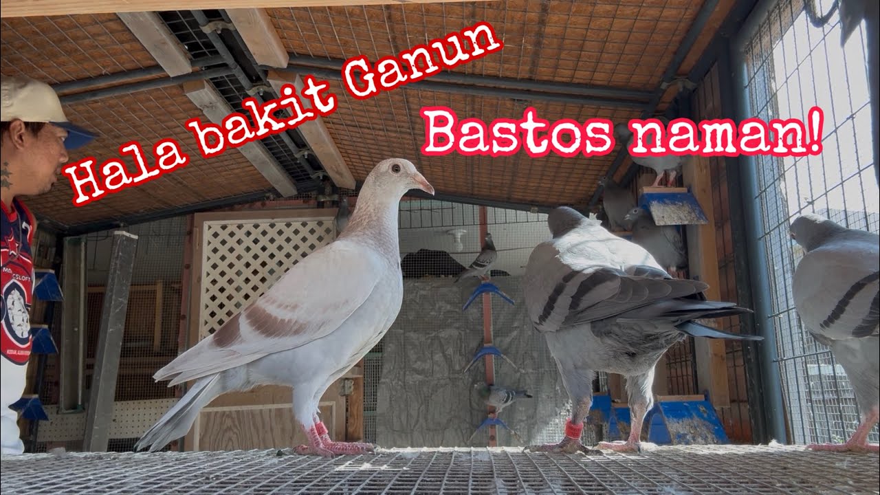 Hindi makapili sa mga Young Birds para sa Warriors ipapadala sa ONE LOFT RACE 