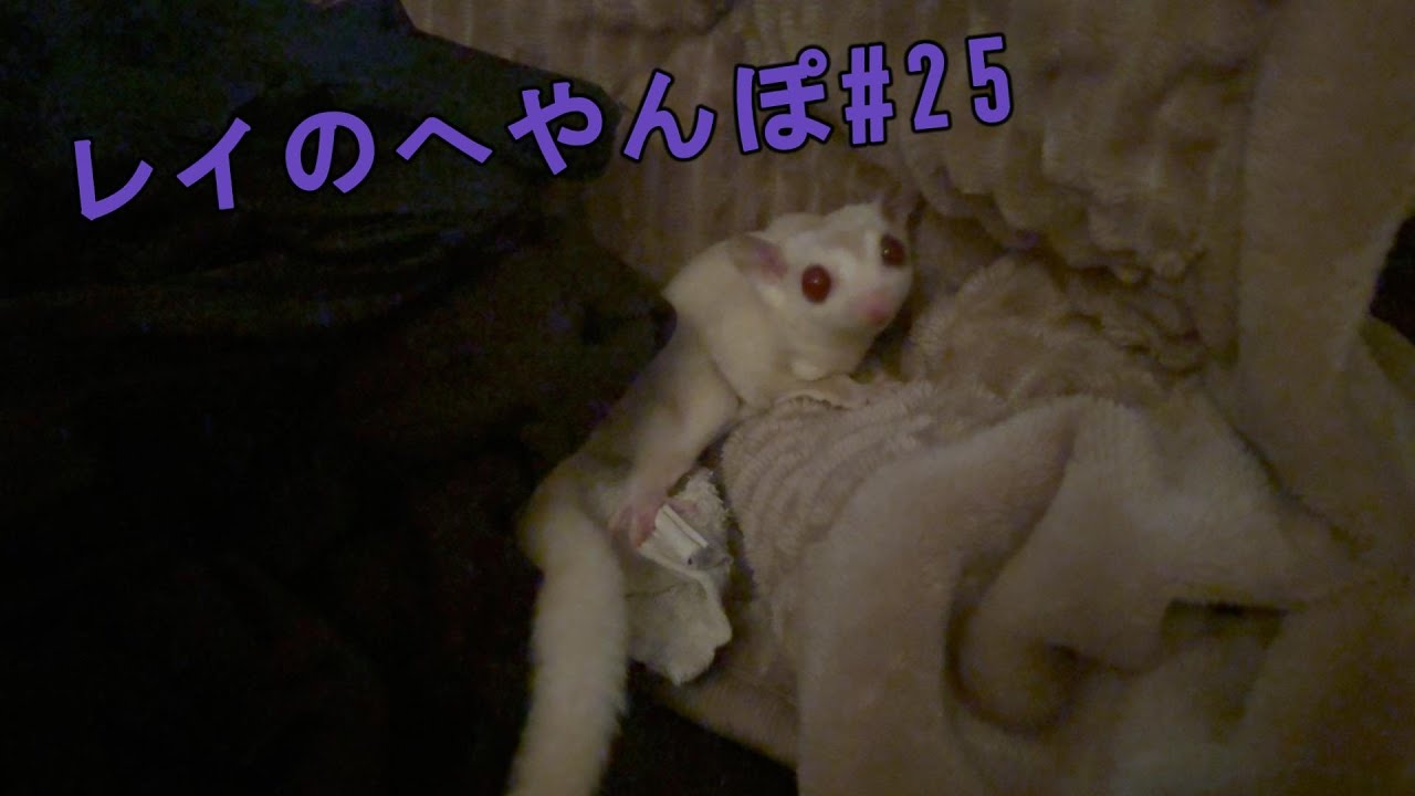 レイのへやんぽ#25