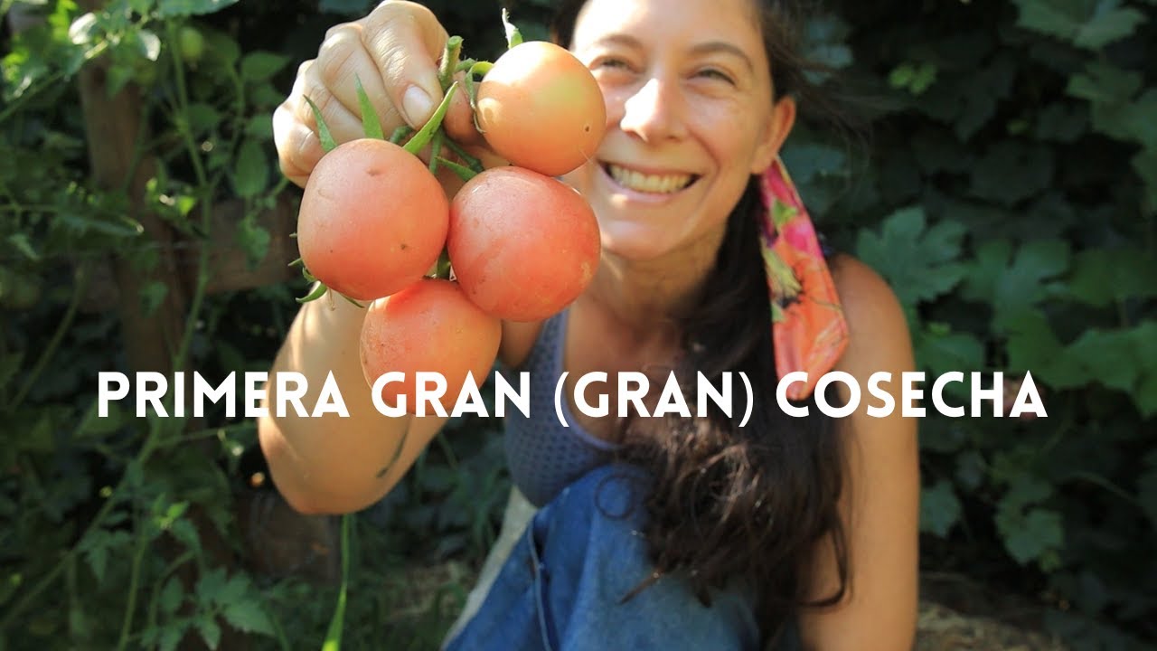 Impresionante! 15 kilos de tomates! 🍅 Primera GRAN Cosecha 2024!