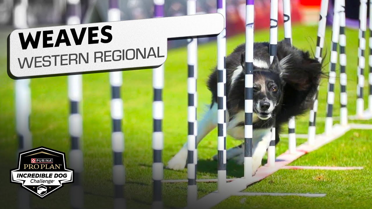 Incredible Dog Challenge: Weave Pole Western Regional | NBC Sports