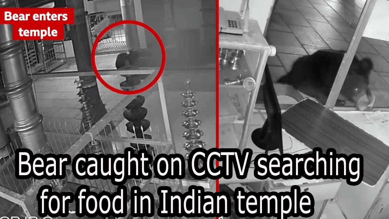 Bear caught on CCTV searching for food in Indian temple