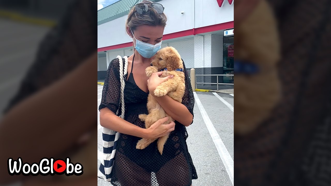 Cute Puppy Surprise To Girlfriend (2020) || WooGlobe