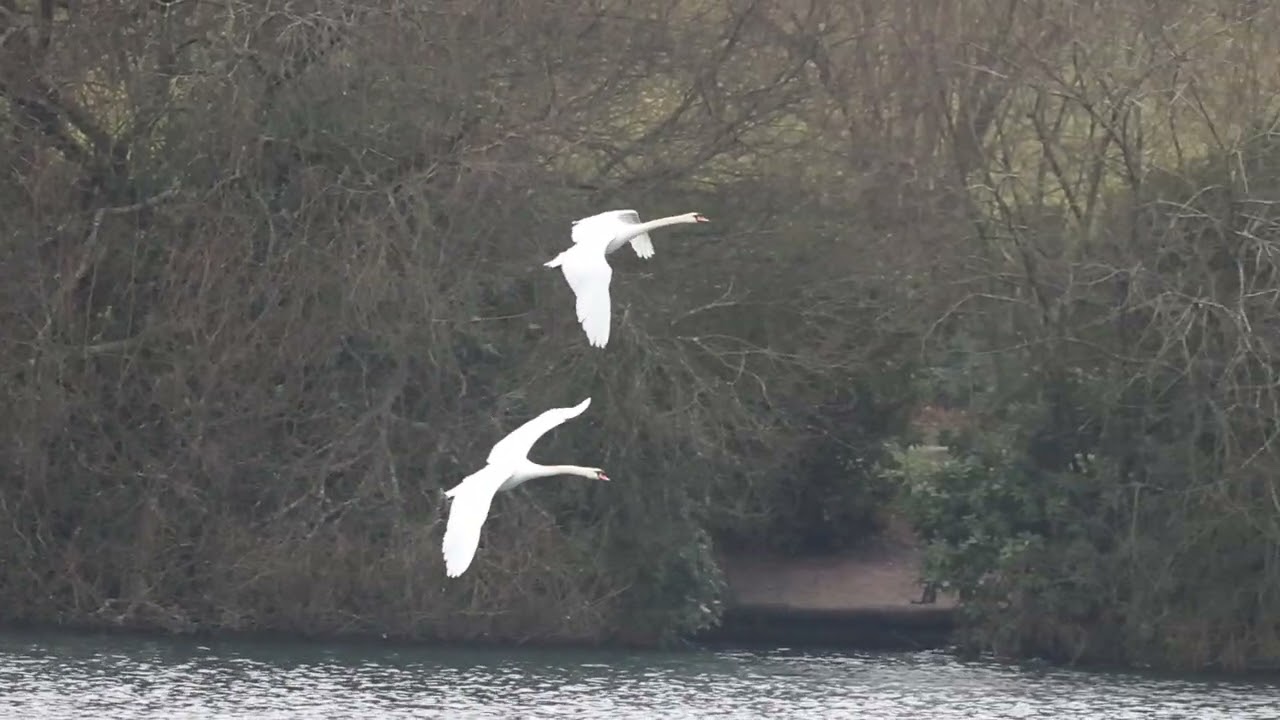 male swan chasing unwanted visitor