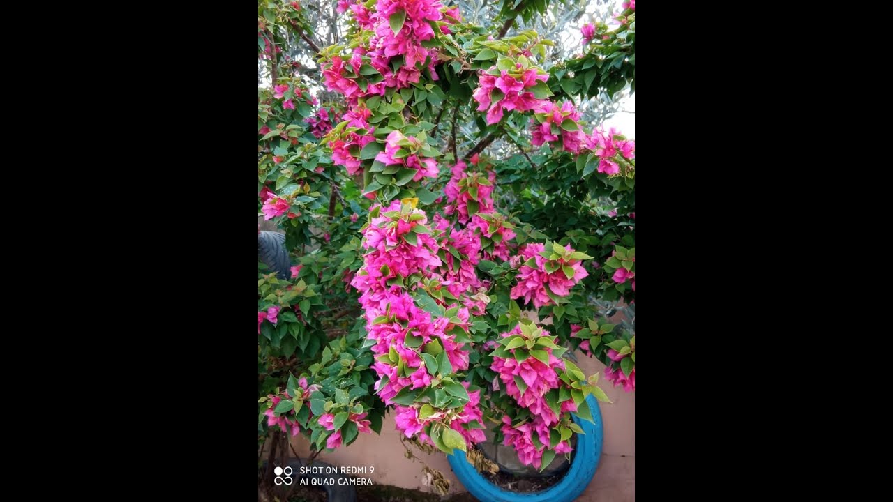 Dwarf #Bougainvillea  طريقة رائعة وناجحة لإكثار نبات الجهنمية القزمية