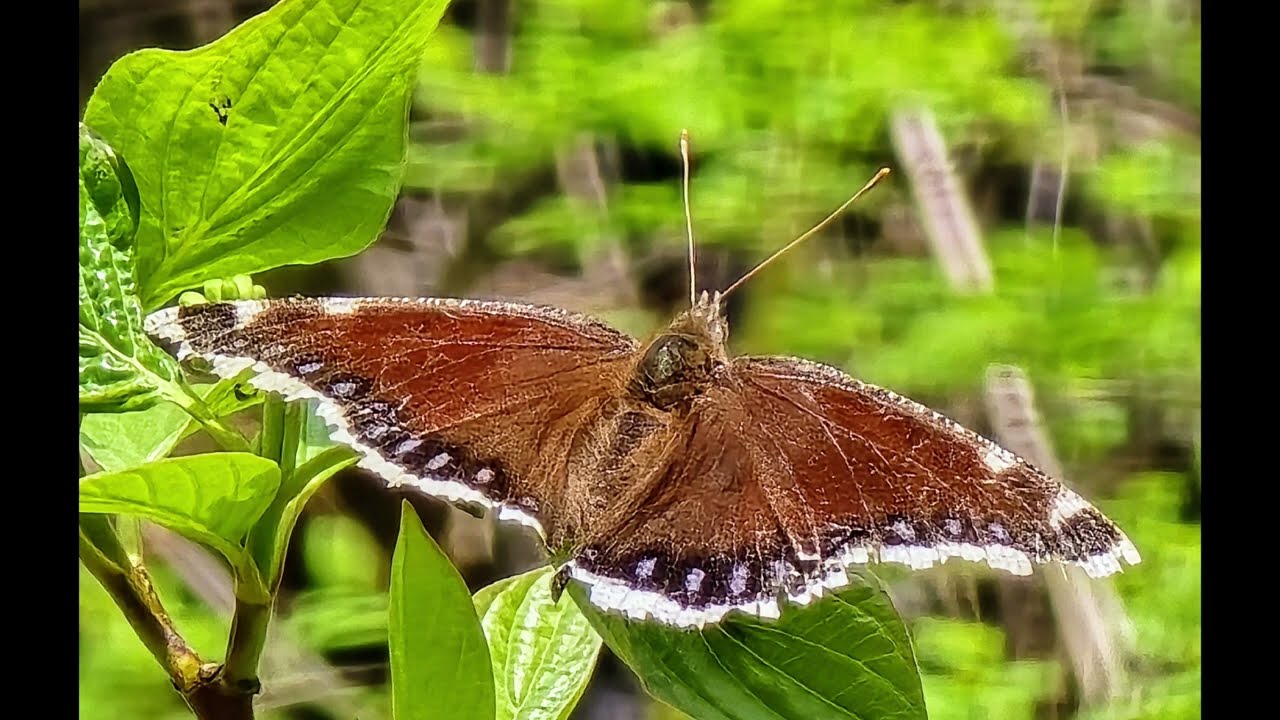 Naneum Ridge State Forest