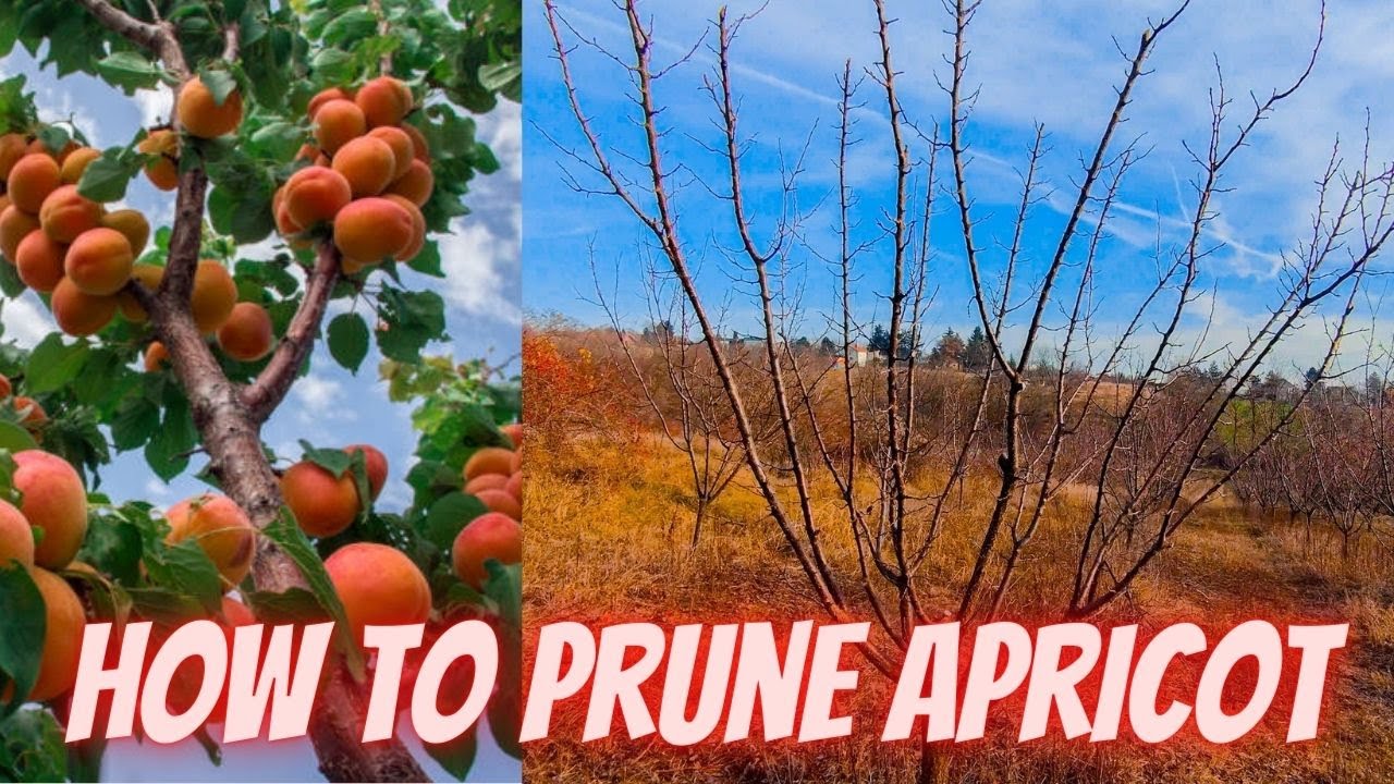 How to prune apricot trees