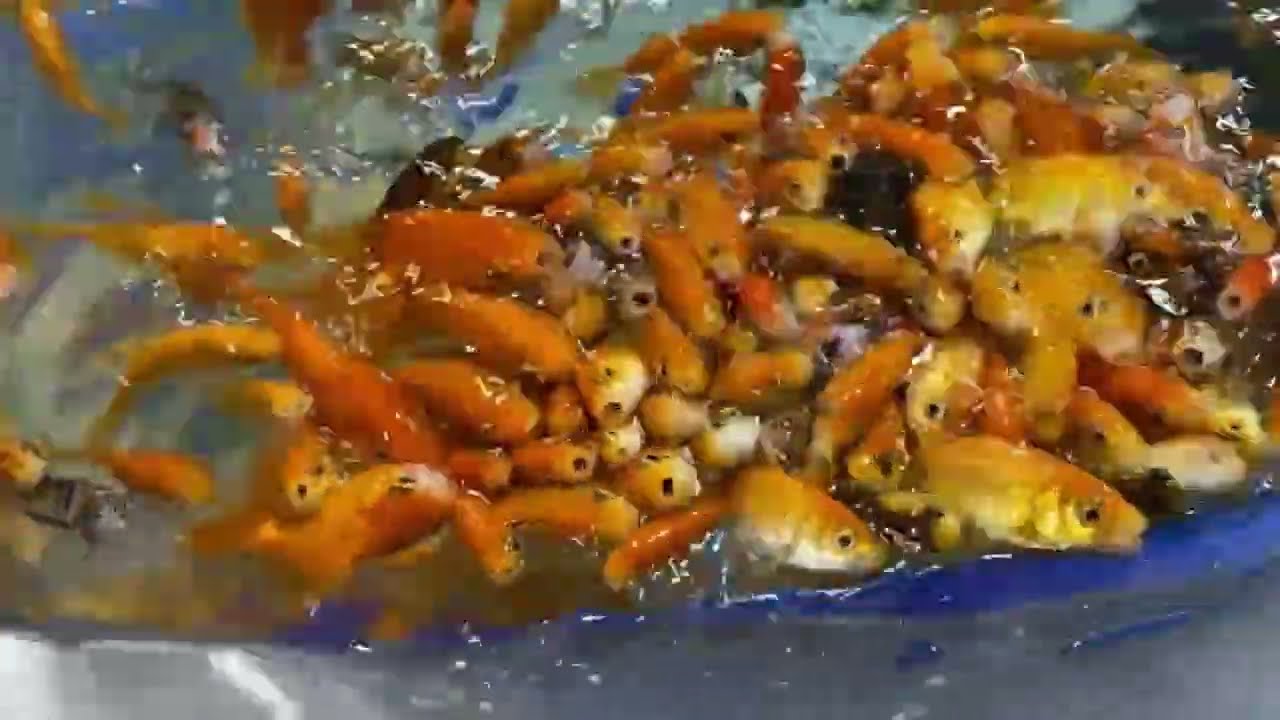 金魚のご飯ガチャガチャ購入してあげてみた【市場水族館】屋島水族館2025年12月