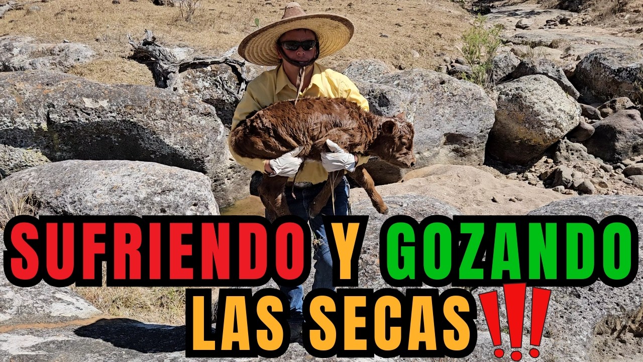 SUFRIENDO y GOZANDO las SECAS | LA IMPORTANCIA de VER el GANADO DIARIO| RancheandoAndo