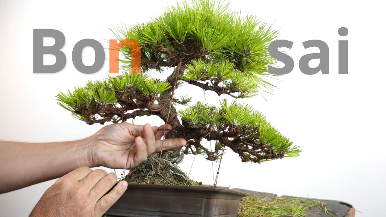 Black pine bonsai #bonsaitechniques #bonsai #blackpinebonsai