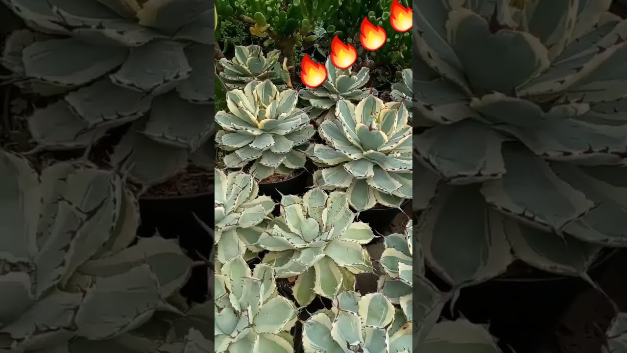 Agave #agaveplant #agave #beautifulagave #beautifulplants #succulent #cactusworld #cactusflower