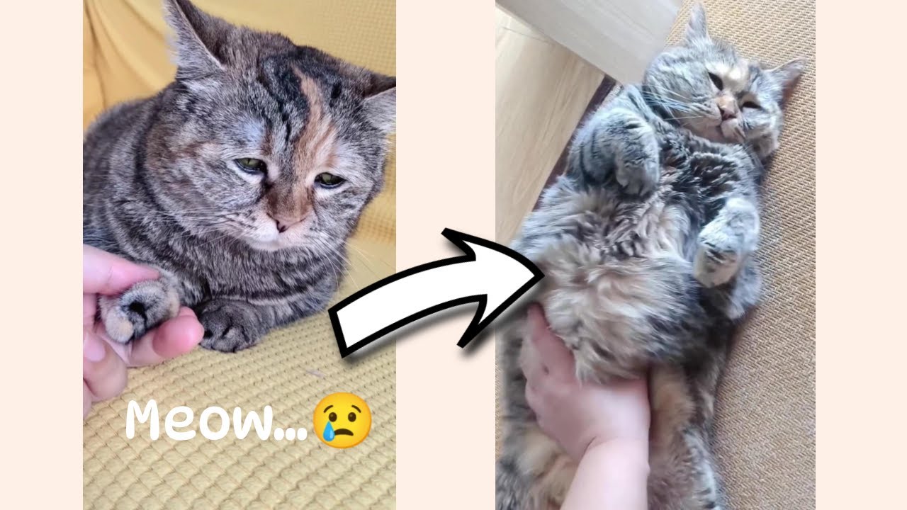 Sad cat meows for pets 😭 | The Best of Guang Dang