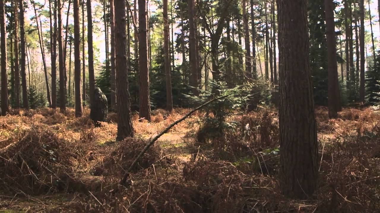 Matthew and the Atlas - Nowhere Now (official video)