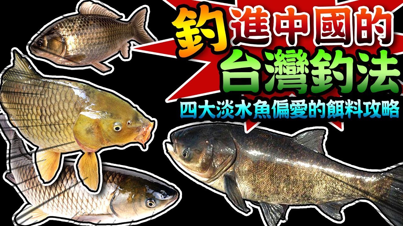 【★為什麼大家都愛台灣釣法★台釣VS傳統釣法-高橋哲也釣淡水魚】中國四大家魚的喜愛的餌料口味