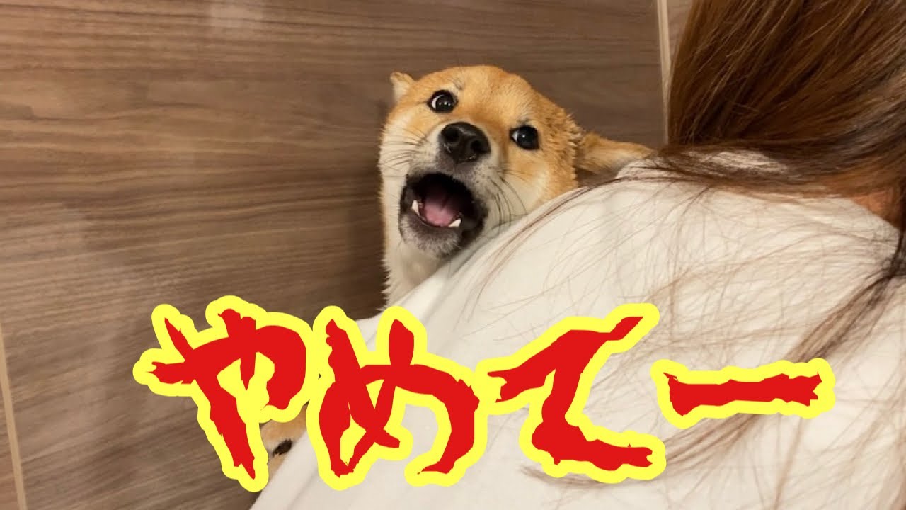 【絶叫】大嫌いなシャンプーに抵抗して泣き叫ぶ柴犬　豆柴富