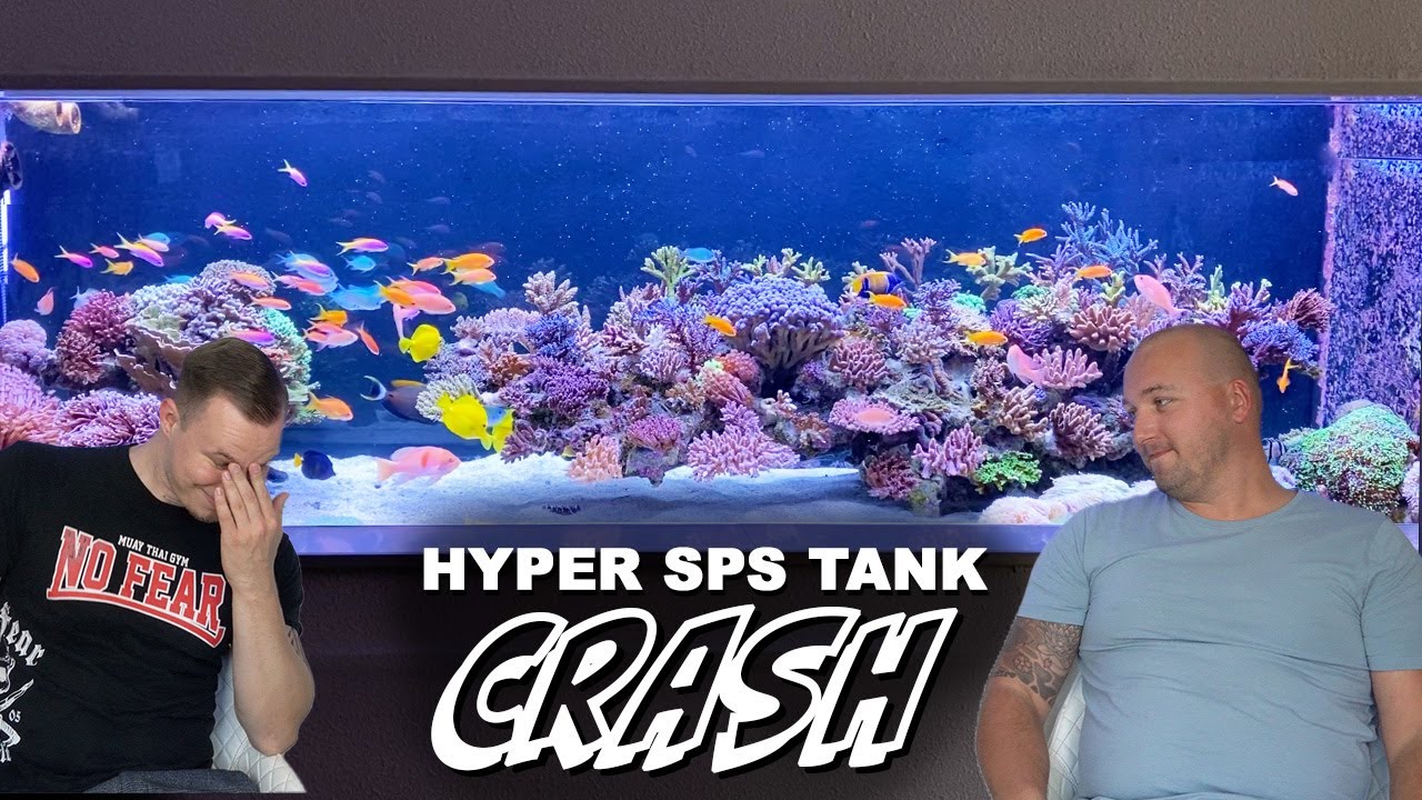 Wesley's Reef Tank CRASHED.. - Saltwater aquarium tour - 