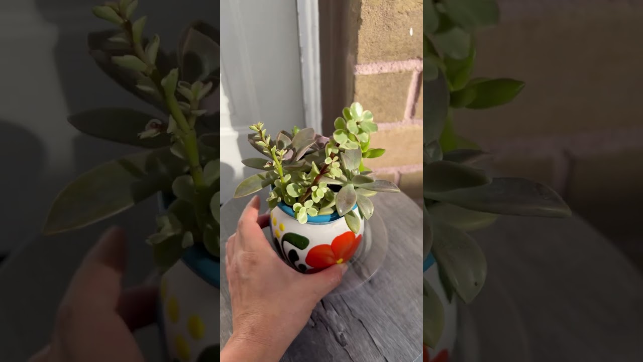Succulent arrangement #4 #succulent #succulentlove #succulentlover #arrangement #plant #mini